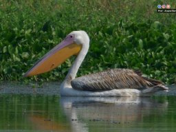 Pelican